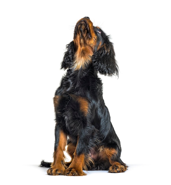 Photo young cavalier king charles spaniel blackandtan looking up i