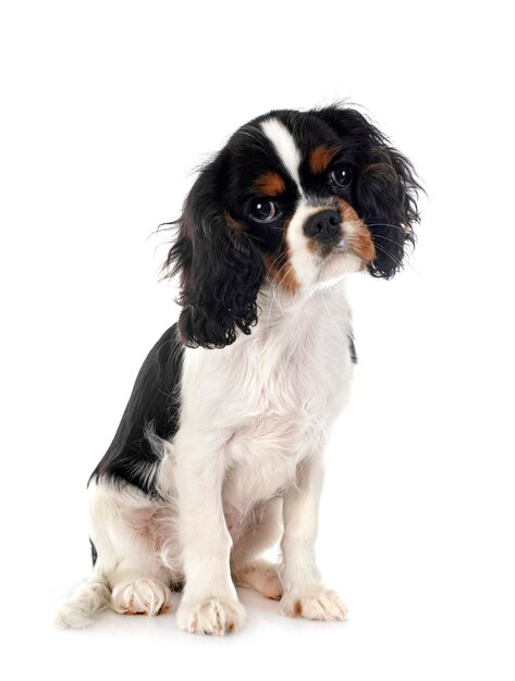 Young cavalier king charles