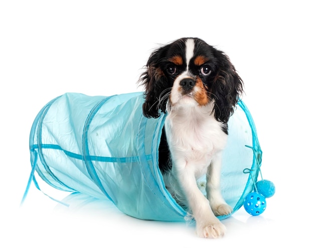 Young cavalier king charles