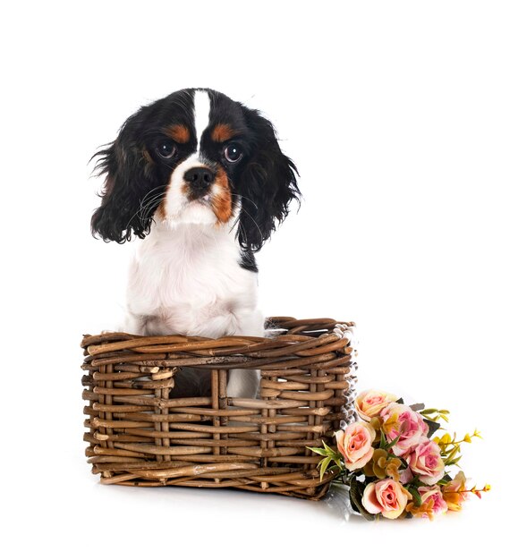 Young cavalier king charles