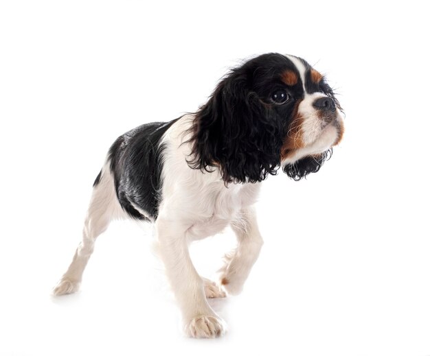 Young cavalier king charles