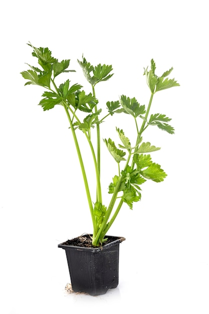 Young celery in front of white wall