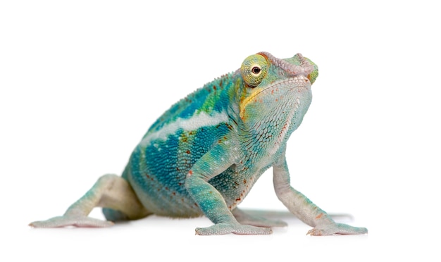 Young Chameleon Furcifer Pardalis - Ankify on a white isolated