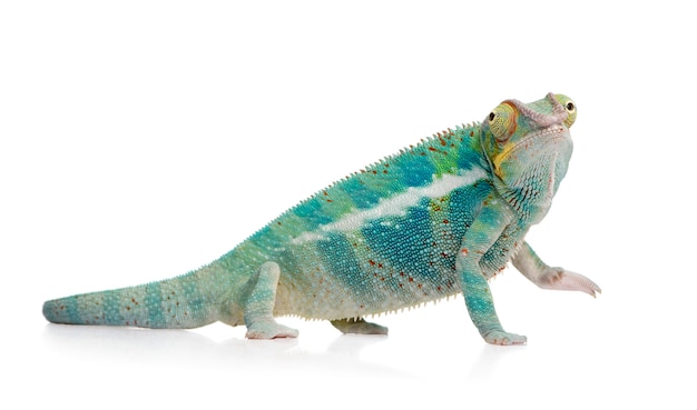 Young Chameleon Furcifer Pardalis - Ankify on a white isolated