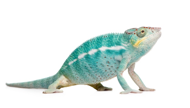 Young chameleon furcifer pardalis - ankify su un bianco isolato