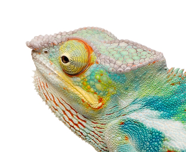 Young Chameleon Furcifer Pardalis - Ankify on a white isolated