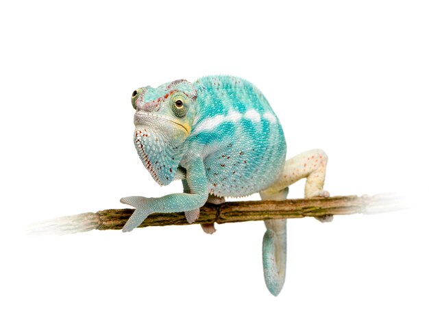 Young Chameleon Furcifer Pardalis - Ankify on a white isolated