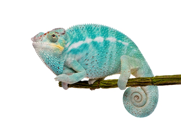 Foto young chameleon furcifer pardalis - ankify su un bianco isolato
