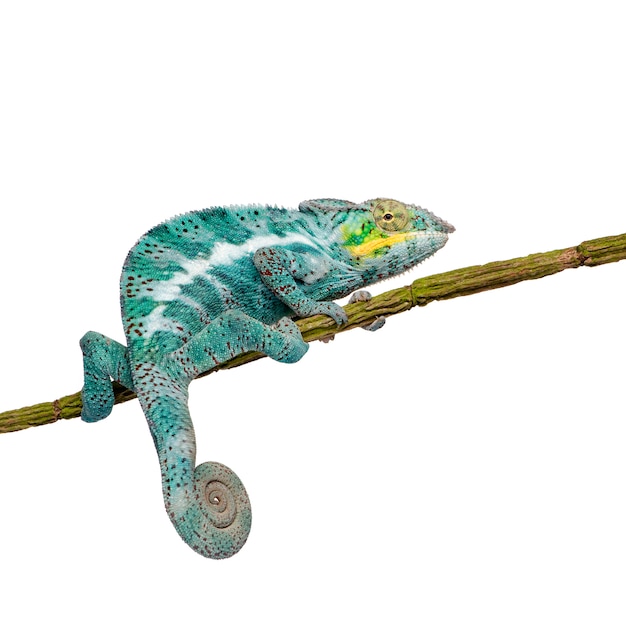 Young Chameleon Furcifer Pardalis - Ankify on a white isolated