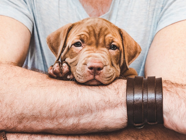 思いやりのある所有者の手にある若くて魅力的な子犬。クローズアップ、白い孤立した背景。スタジオ写真。動物の世話、教育、訓練および飼育の概念