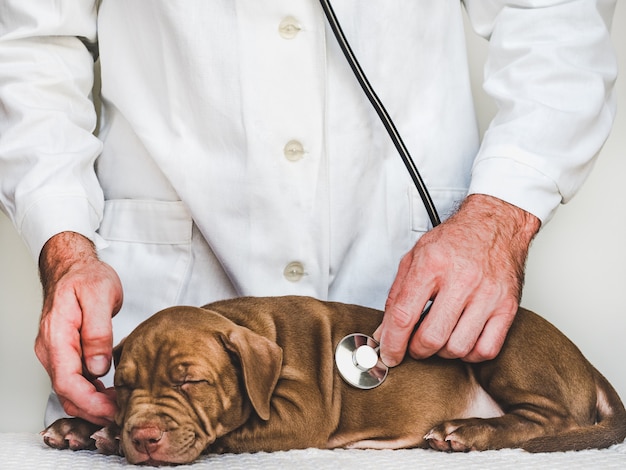 Young, charming puppy and vet doctor. close-up