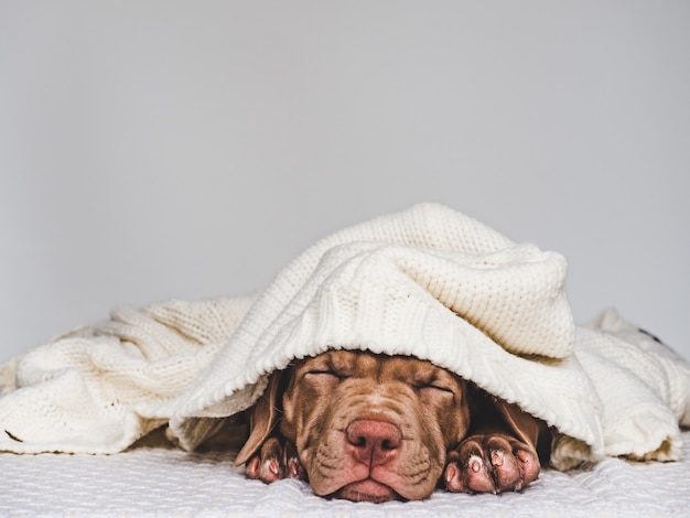 Young charming puppy wrapped in a scarf