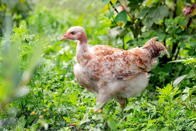 Young chicken breed naked neck walks in the garden in the thick grass