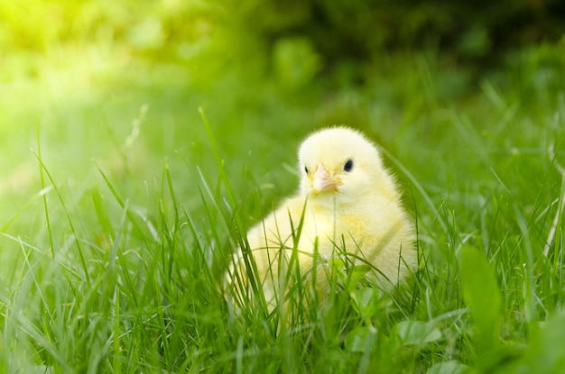 Foto giovane pollo in giardino sull'erba