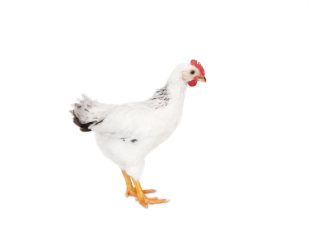 Photo young chicken isolated on a white background