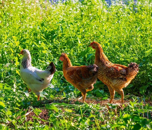 暑い晴れた日に、若い鶏が緑の芝生の春または夏の庭で放牧します