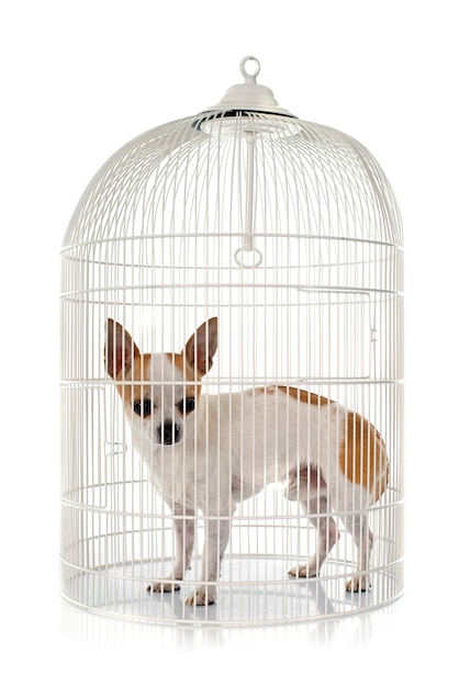 Young chihuahua in cage