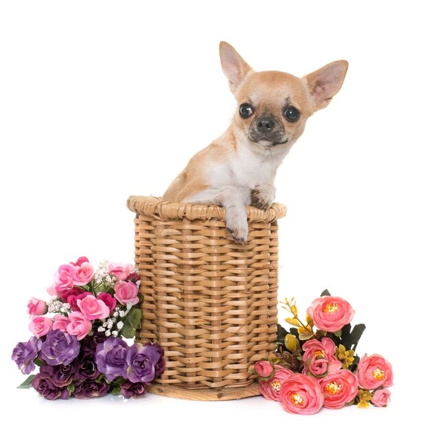 young chihuahua dog in the basket