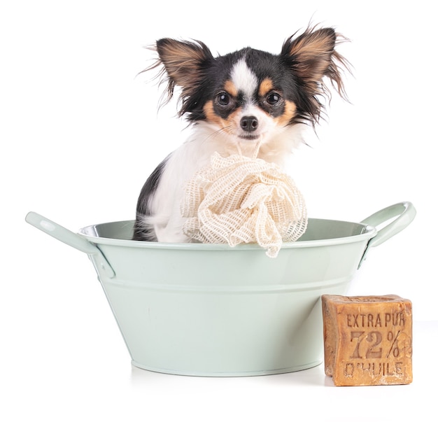 Young Chihuahua in a green basin with a soap with writing Extra pure 72% oil 