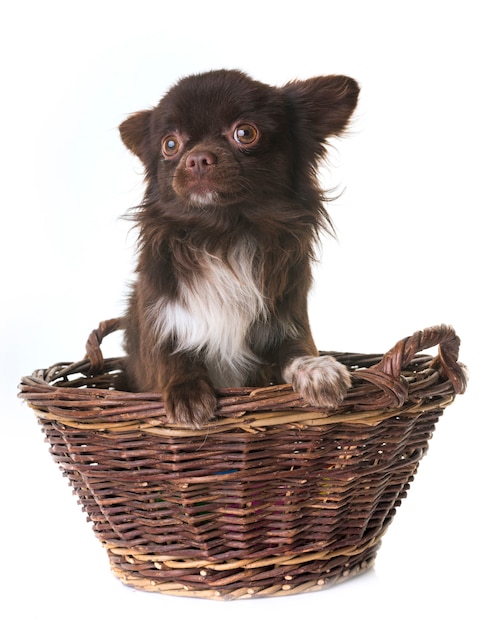 young chihuahua in studio