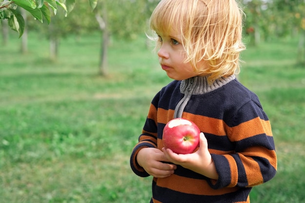 Young child in the apple orchard before harvesting small toddler girl eating a big red apple in the fruit garden at fall harvest basket of apples on a foreground autumn cloudy day soft shadow boy