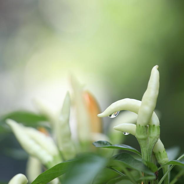 Young Chilli peppers close up