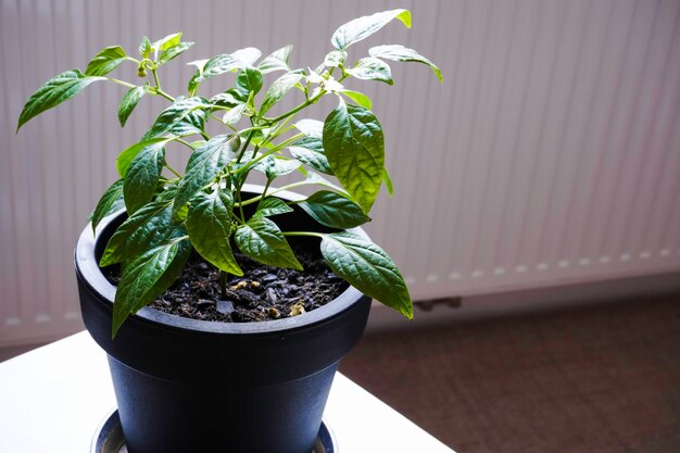 Young chilli tree on plastic flowerpot