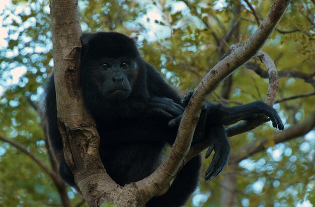 Photo a young chimpanzee relaxing on a tree branch