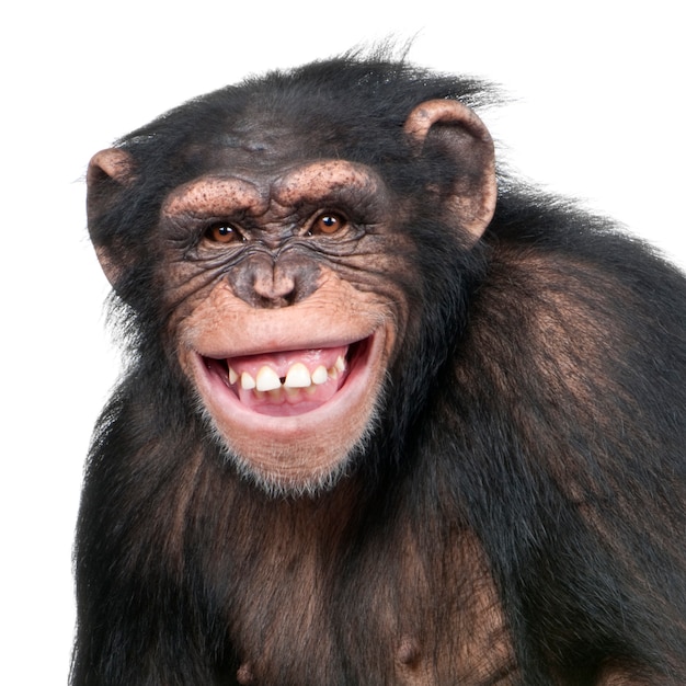 Photo young chimpanzee - simia troglodytes on a white isolated