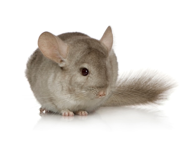 Young Chinchilla in front on white isolated