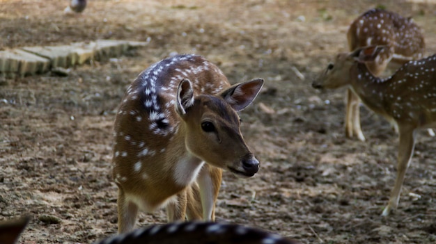 Young Chital deer or Cheetal deer or Spotted deer or axis deer in the nature reserve or zoo park