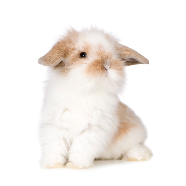 Young Close up on rabbit isolated