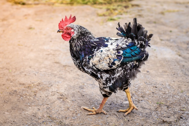 Young cock in a farmyard