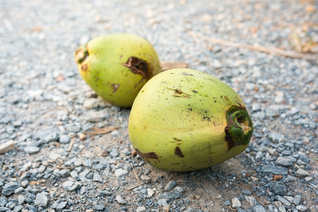 Young coconut fruit close up