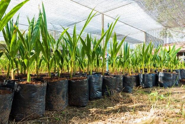 Young coconut small trees. preparations for such varieties for planting coconut trees