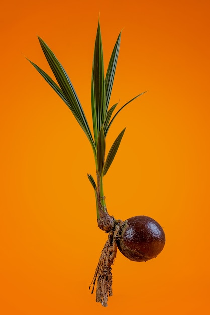 young coconut tree seeds in pots Premium Photo