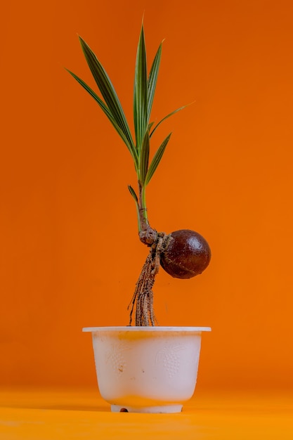 young coconut tree seeds in pots Premium Photo