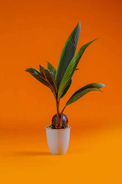 young coconut tree seeds in pots Premium Photo