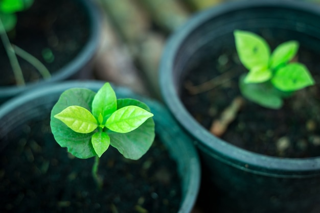 Young coffee plants