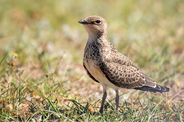 자연 서식 지에서 젊은 칼라 Pratincole Glareola pratincola