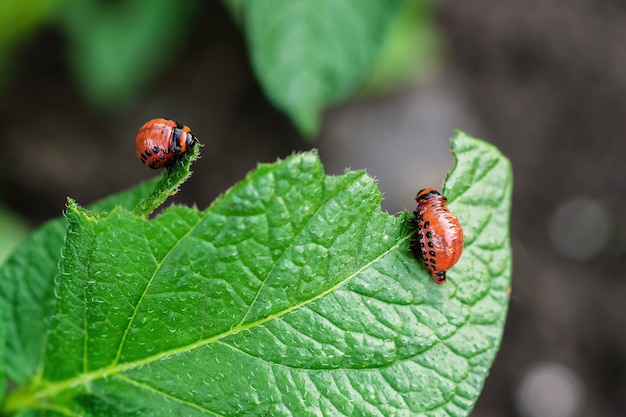 Young Colorado beetles eat potato leaf 