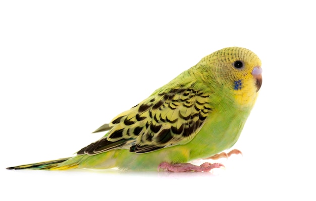 young colorful budgerigar