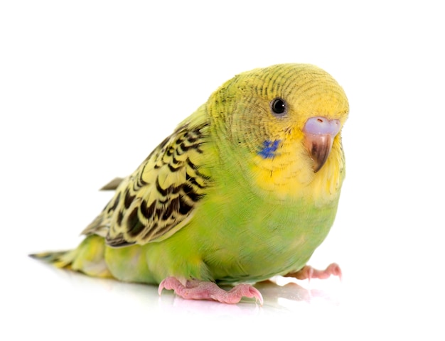 young colorful budgerigar