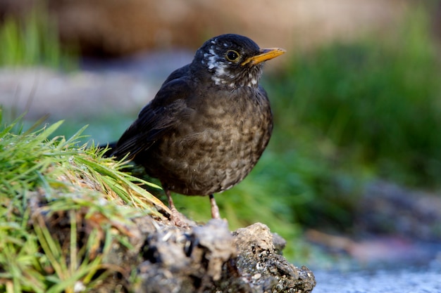 Young Common blackbird, birds, Turdus merula