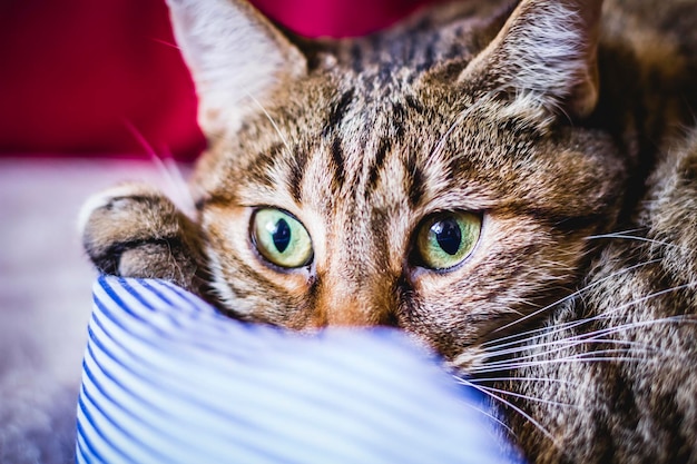 young common cat with soft skin