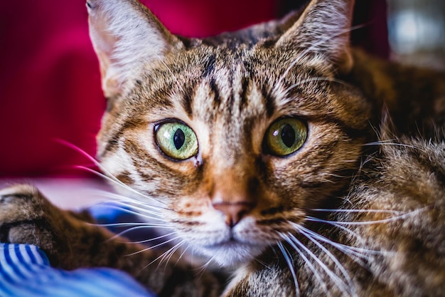 young common cat with soft skin