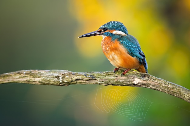 Young common kingfisher sitting on a branch with spider web in summer