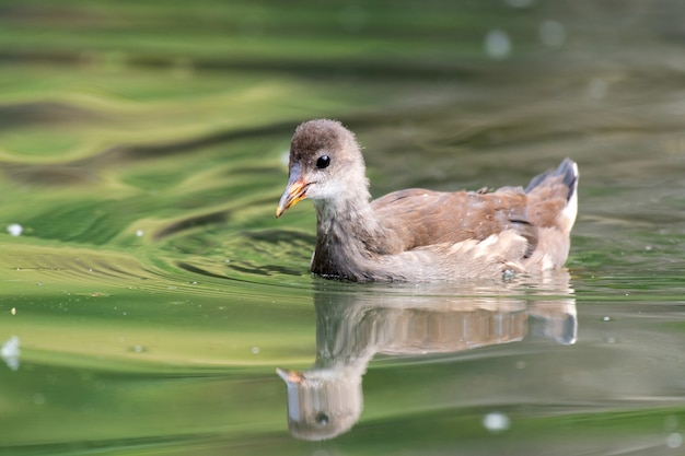 Young common Moorhen, Gallinula chloropus, in the pond.