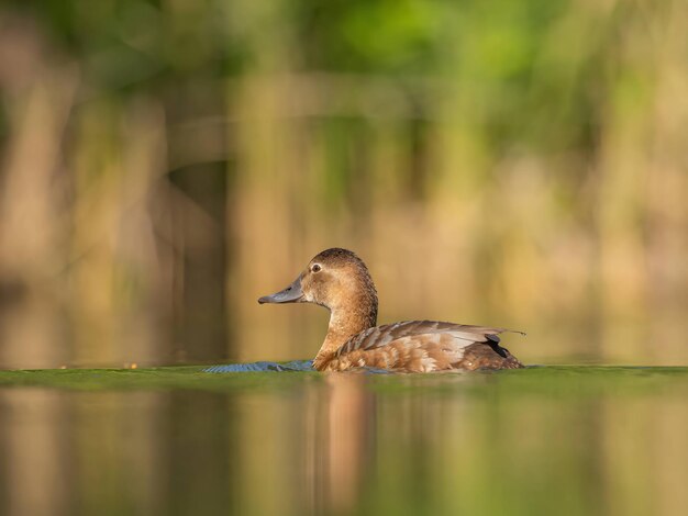 Young common pochard on the water closeup photography green scenery