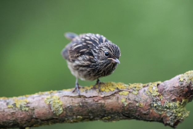 Young Common Redstart Phoenicurus phoenicurus a beautiful bird in the natural environment